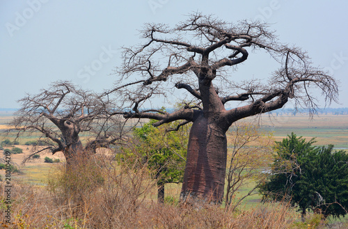 Baobab or boab, boaboa, bottle tree, upside-down tree, and monkey bread tree. Chobe National Park Botswana one of the largest concentrations of game in Africa is the third largest park in the country photo