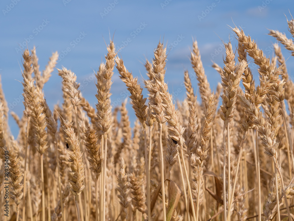 Golden wheat field ready to harvest Golden wheat field ready to harvest