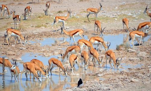 Animal at a water point in (Etosha National Park) Namibia Africa The park is located in the Kunene region and shares boundaries with the regions of Oshana, Oshikoto and Otjozondjupa. photo