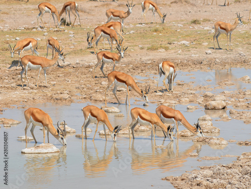 Animal at a water point in (Etosha National Park) Namibia Africa The park is located in the Kunene region and shares boundaries with the regions of Oshana, Oshikoto and Otjozondjupa. photo