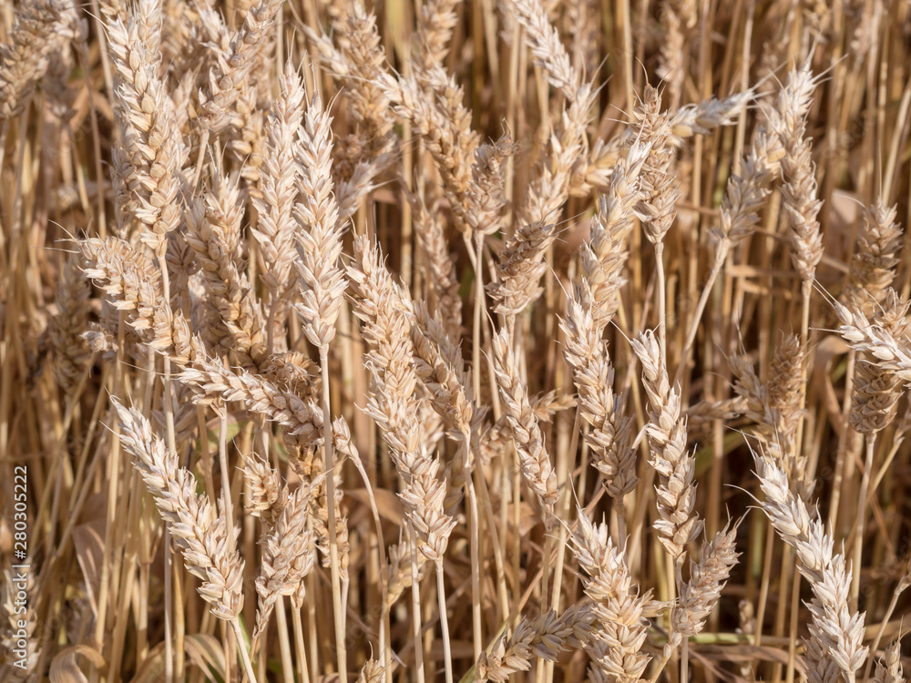 Golden wheat field ready to harvest Golden wheat field ready to harvest