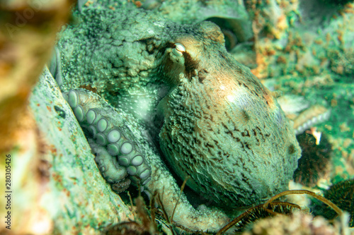 Wallpaper Mural Diving and underwater photography, octopus under water in its natural habitat. Torontodigital.ca