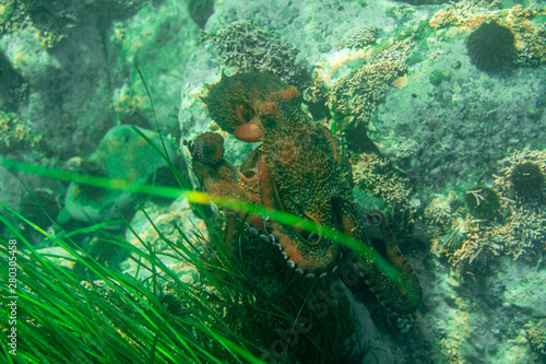 Diving and underwater photography, octopus under water in its natural habitat.