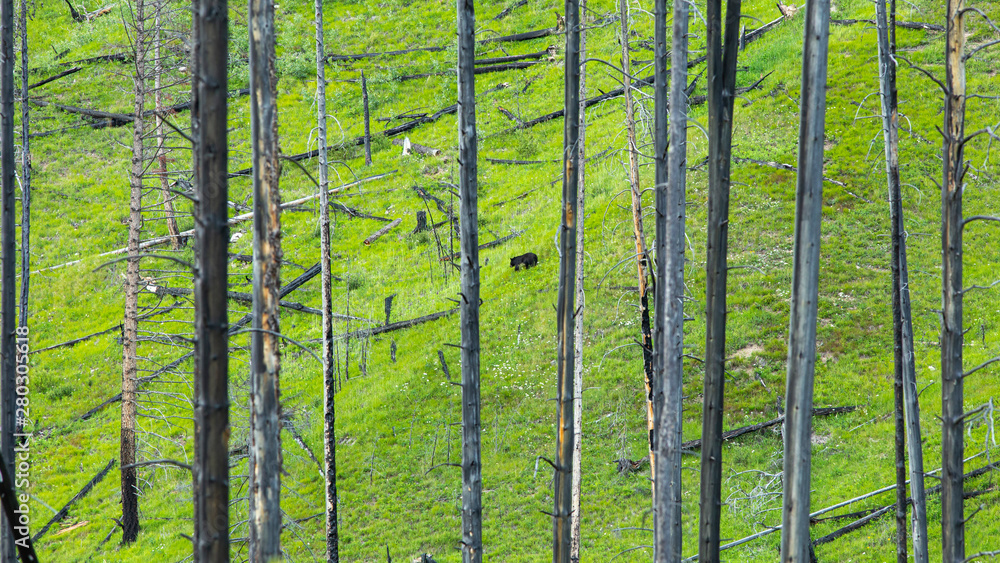 Fototapeta premium black bear in dead forest looking for food
