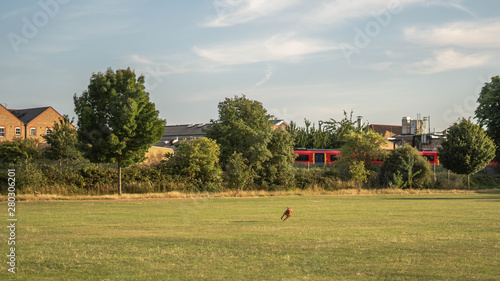 green meadow with trees and a train and dog