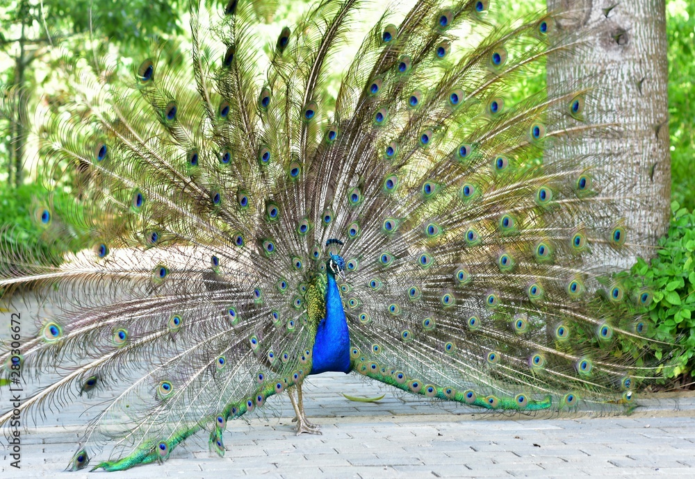 Obraz premium El pavo real se distingue por las hermosas plumas de colores brillantes.