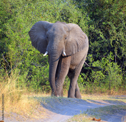 African elephants at Etosha National Park is unique in Africa. The park’s main characteristic is a salt pan so large it can be seen from space. photo