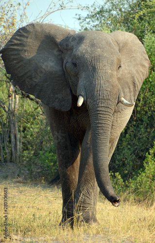 African elephants at Etosha National Park is unique in Africa. The park’s main characteristic is a salt pan so large it can be seen from space. photo