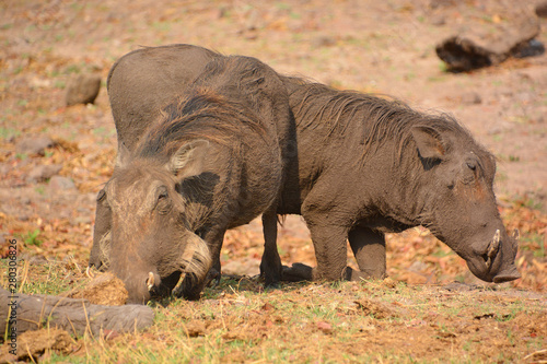 Warthog or Common Warthog (Phacochoerus africanus) is a wild member of the pig family that lives in grassland, savanna, and woodland in Sub-Saharan Africa photo