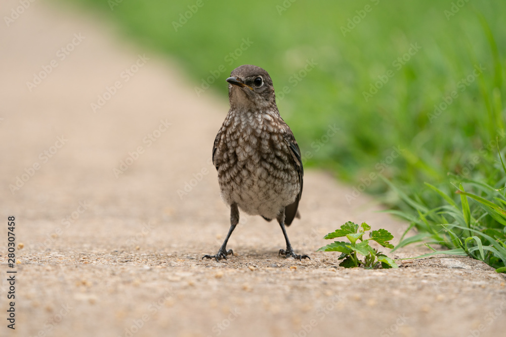 Fototapeta premium Eastern Bluebird
