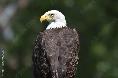 Bald Eagle © Switch Lab