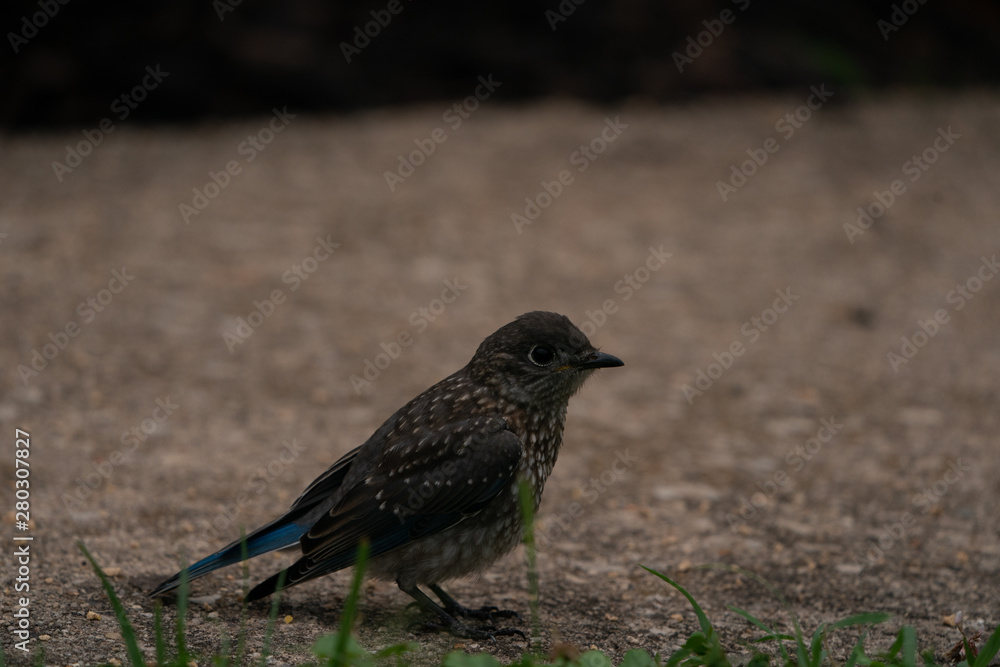 Eastern Bluebird Eastern Bluebird