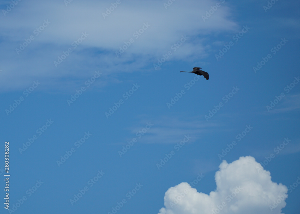 Frigatebird gliding high in the sky.