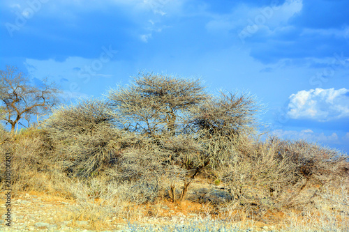 Landscape of Etosha National Park is a national park in northwestern Namibia. Located in the Kunene region and shares boundaries with the regions of Oshana, Oshikoto and Otjozondjupa. photo