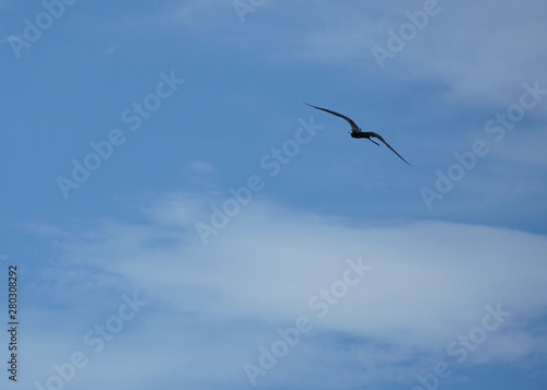 Frigatebird gliding high in the sky.