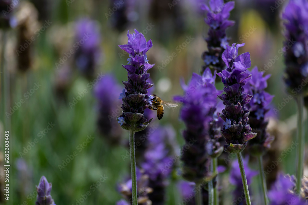 Obraz premium Abeja polinizando sobre una flor morada de lavanda