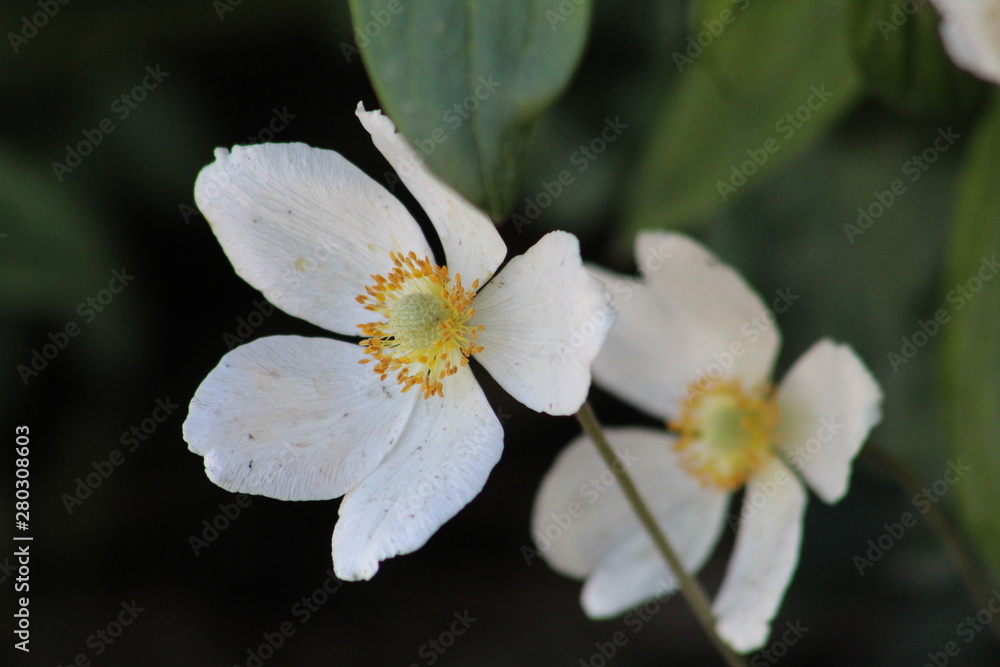 white flower duplicates white flower duplicates