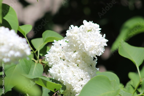 white lilacs.