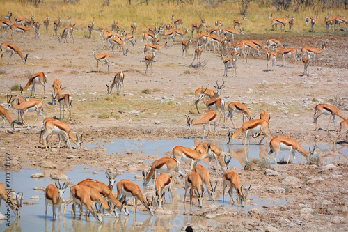 Animal at a water point in (Etosha National Park) Namibia Africa The park is located in the Kunene region and shares boundaries with the regions of Oshana, Oshikoto and Otjozondjupa. photo