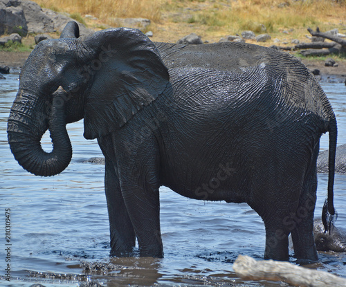 Elephants covered of black mud (Etosha National Park) Namibia Africa located in the Kunene region and shares boundaries with the regions of Oshana, Oshikoto and Otjozondjupa. photo