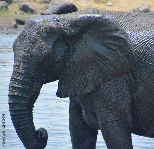 Elephants covered of black mud (Etosha National Park) Namibia Africa located in the Kunene region and shares boundaries with the regions of Oshana, Oshikoto and Otjozondjupa. photo