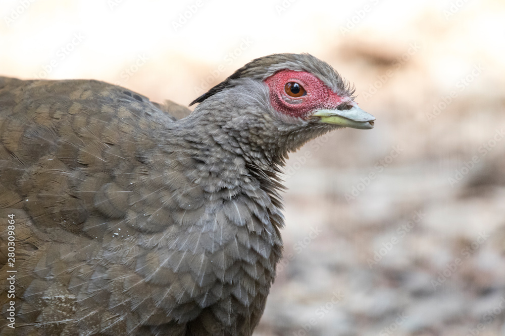 Bird head protrair Bird head protrair