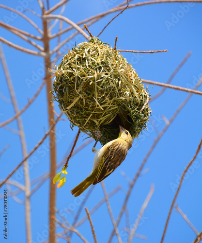 Southern masked weaver in Kruger national park, South Africa Specie Ploceus velatus family of Ploceidae photo