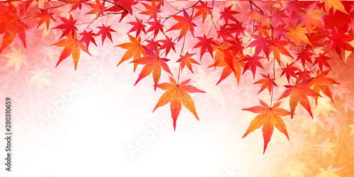 紅葉　もみじ　葉　背景 