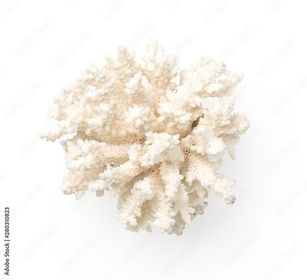 large exotic white stone coral isolated on a white background, natural marine decoration, top view