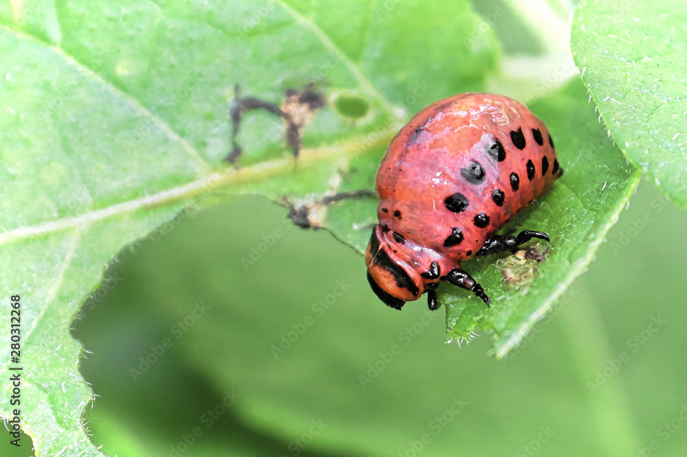 Ckoseup of a Potatoe Beetle Larave on a green background Ckoseup of a Potatoe Beetle Larave on a green background