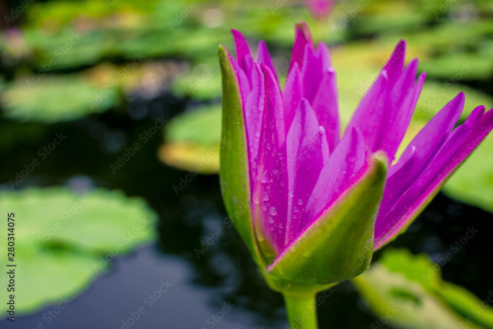 Beautiful purple lotus on the water after rain Beautiful purple lotus on the water after rain