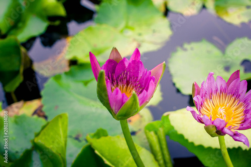 Beautiful purple lotus on the water after rain