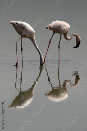 Lesser Flamingos in Lake Nakuru NP
