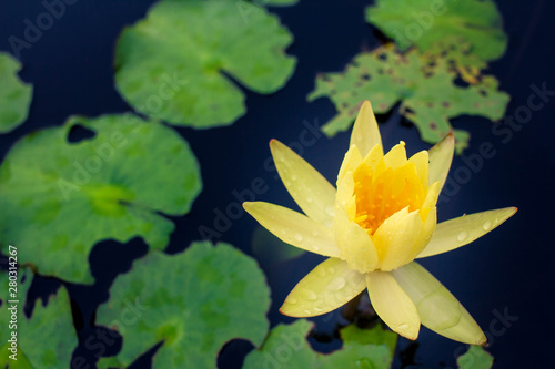 Wallpaper Mural Beautiful yellow lotus on the water after rain Torontodigital.ca