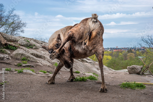 Reindeer in the park Skansen on the island of Djurgarden. Deer scratching foot where the head had horns. Sweden  Stockholm