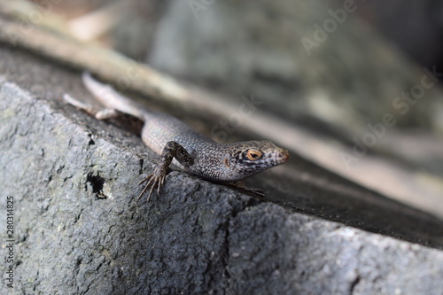 lizard on rock © Flavia