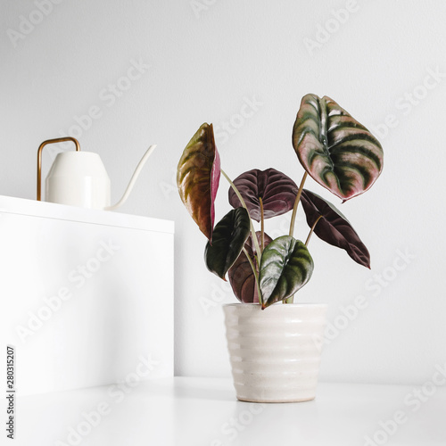 Modern houseplants on a table with watering can in the white living room, minimal creative home decor concept, Alocasia Cuprea photo