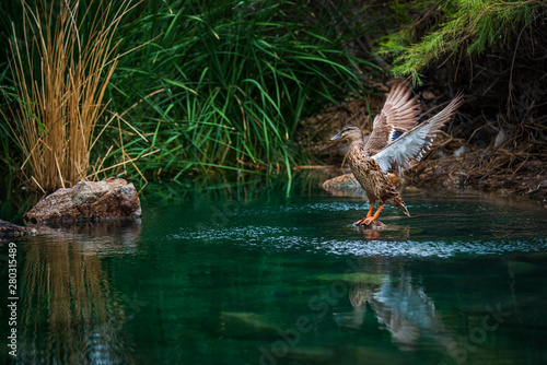 Female Mallard Duck Flapping Wings at the Riparian Preserve at Water Ranch photo