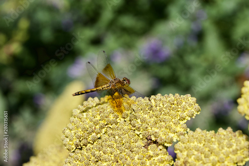 Close up view of a meadowhawk dragonfly perched on a blooming yellow yarrow bush in a prairie setting © Cynthia