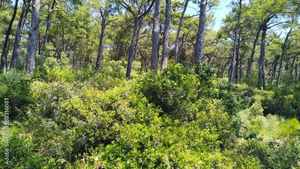 A tilting camera clip from Aegean pine forests taken in the spring. Shot and presented at 60 fps.