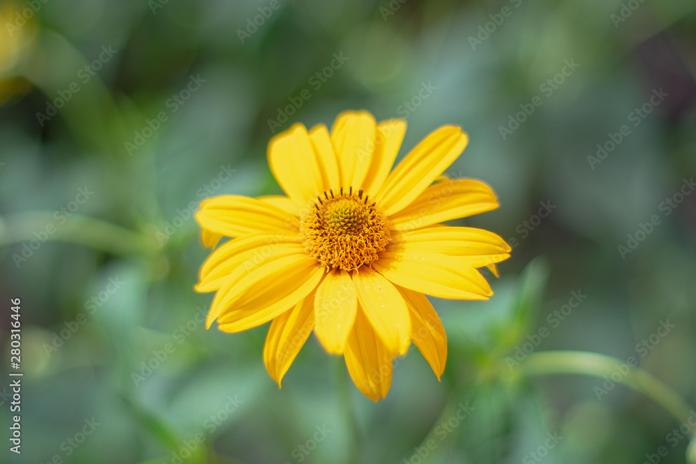 Bright flower in the summer garden on the background of beautiful bokeh Bright flower in the summer garden on the background of beautiful bokeh