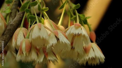 Hanging flowers of Elaeocarpus hainanensis or Elaeocarpus grandifloras flower (Also called as Elaeocarpaceae, Oxalidales, Rosids Hainanensis, Eudicots Grandifloras, Elaeocarpus nanus in Malaysia) photo