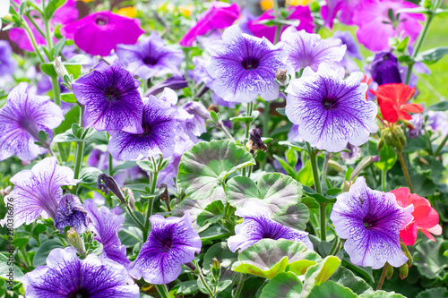 Blooming purple petunia flower on a green background © newrita