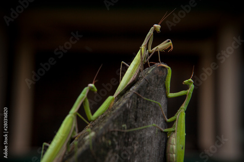 Three mantises on the fence.