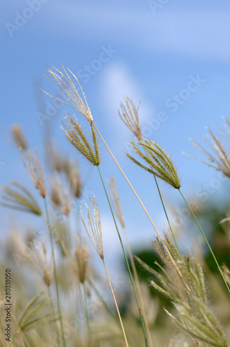 Golden grass flowers on the sky background