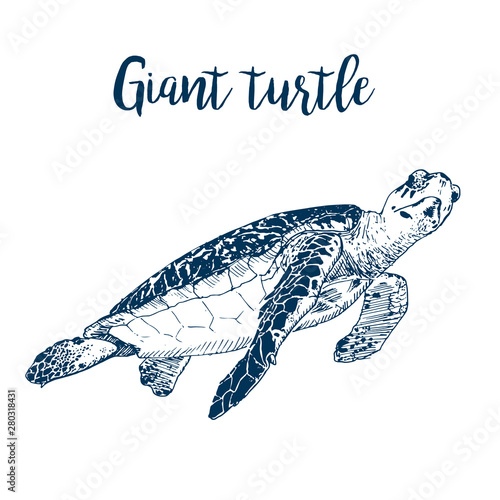 Sea turtle - drawing sketch of sea tortoise swimming under water. Wild ocean turtle hand drawn vector illustration.