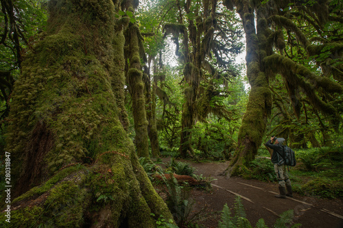 Rain Forest at Hall of Mosses at Olympic National Park Washington