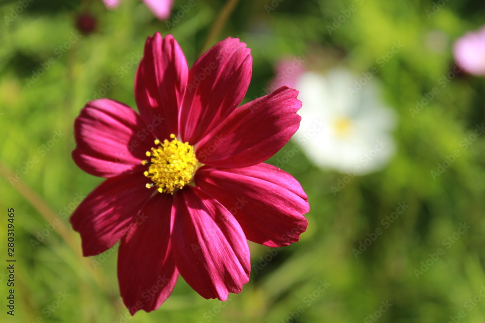 Obraz premium flor pink