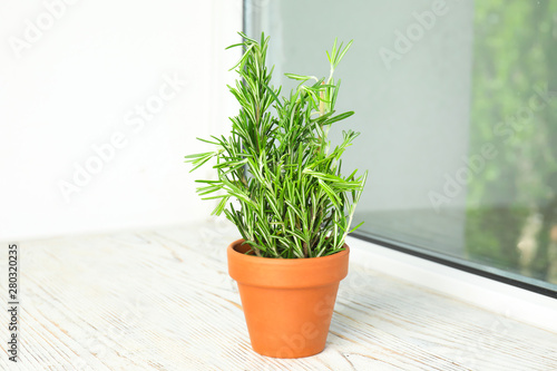 Potted green rosemary on wooden window sill © New Africa