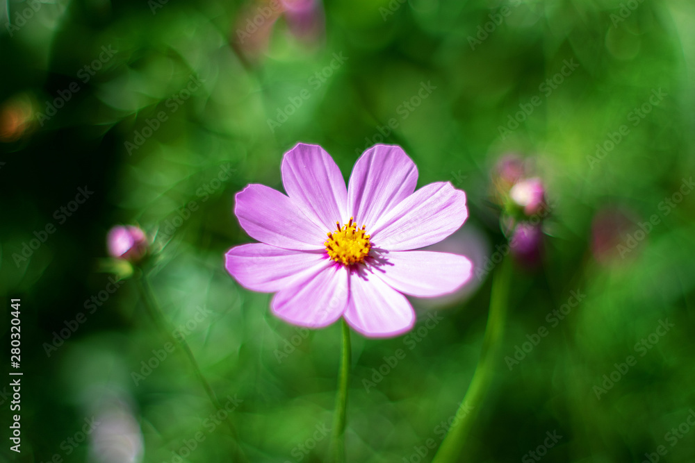 Bright flower in the summer garden on the background of beautiful bokeh Bright flower in the summer garden on the background of beautiful bokeh